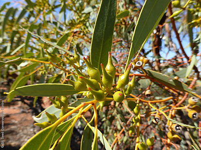 Eucalyptus socialis ssp. victoriensis, 50.9 km W of Oak Valley, NW, May 2014, by SA Seed Conservation Centre, buds5